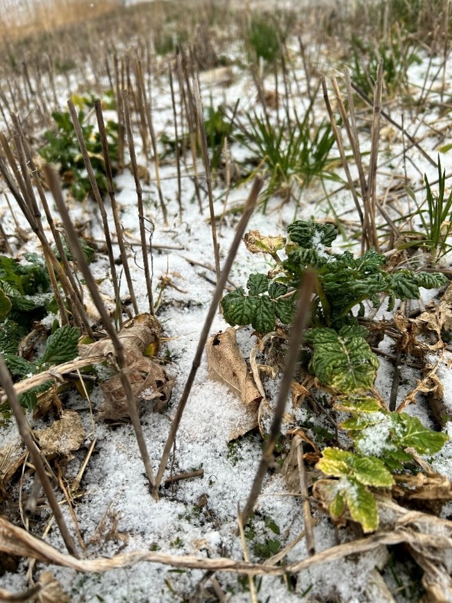 Living radish cover crop with snow on the ground.